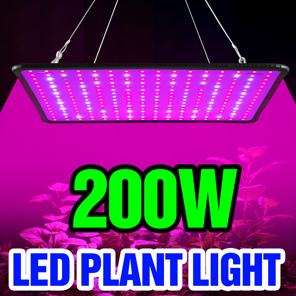 Cactus Mix Pot - 200W LED Kuantum Panel Büyütme Lambası