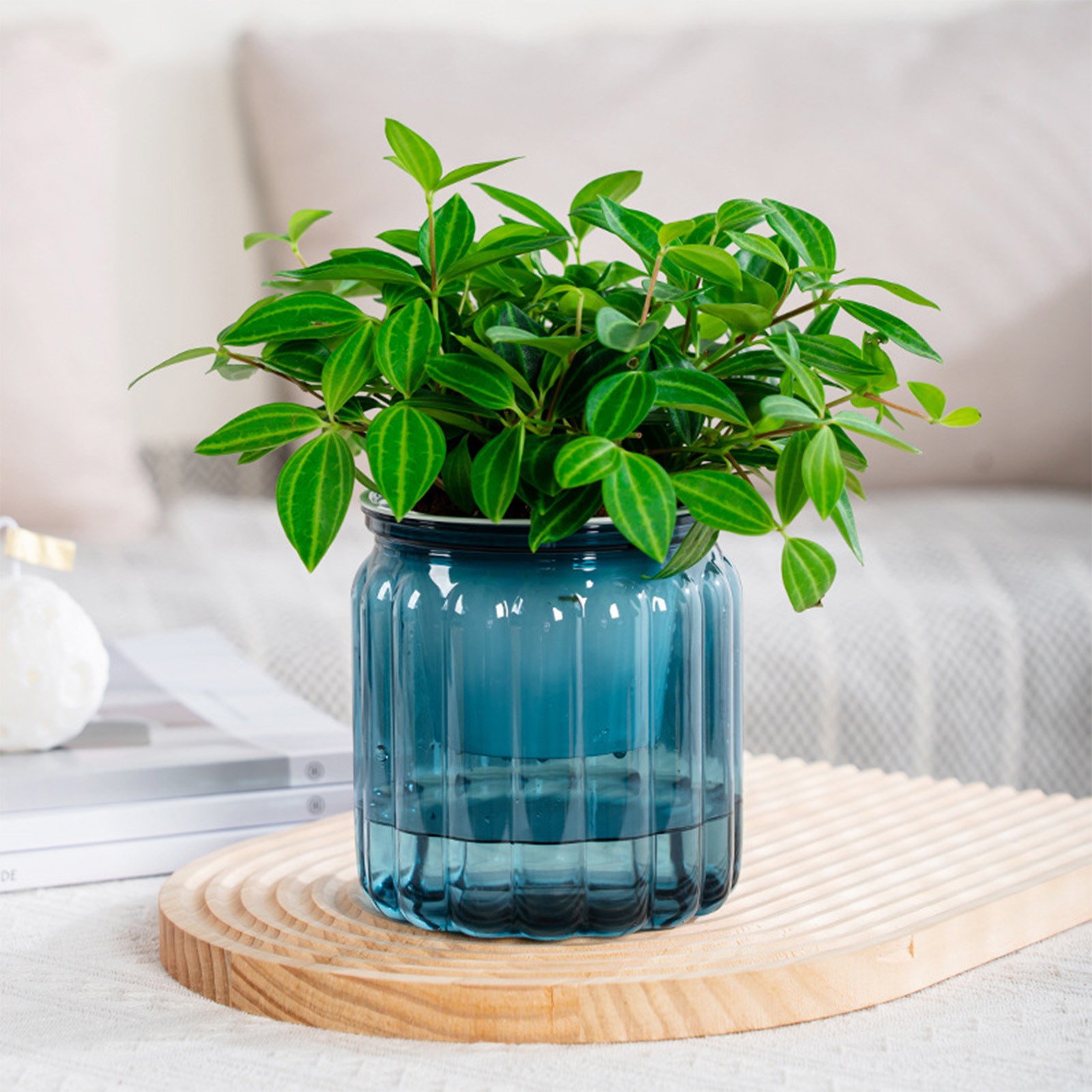 Snake Plant Ceramic - Zarif kendini sulama ekici narin Modern