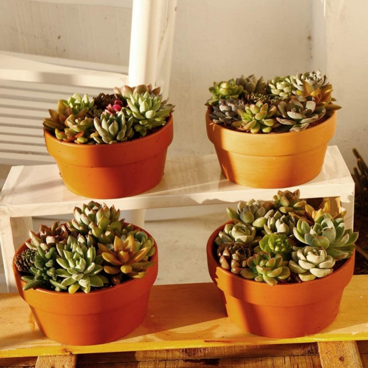 6 adet Terracotta Buld tencere - Cactus Mix Pot incelemesi ve fiyatı