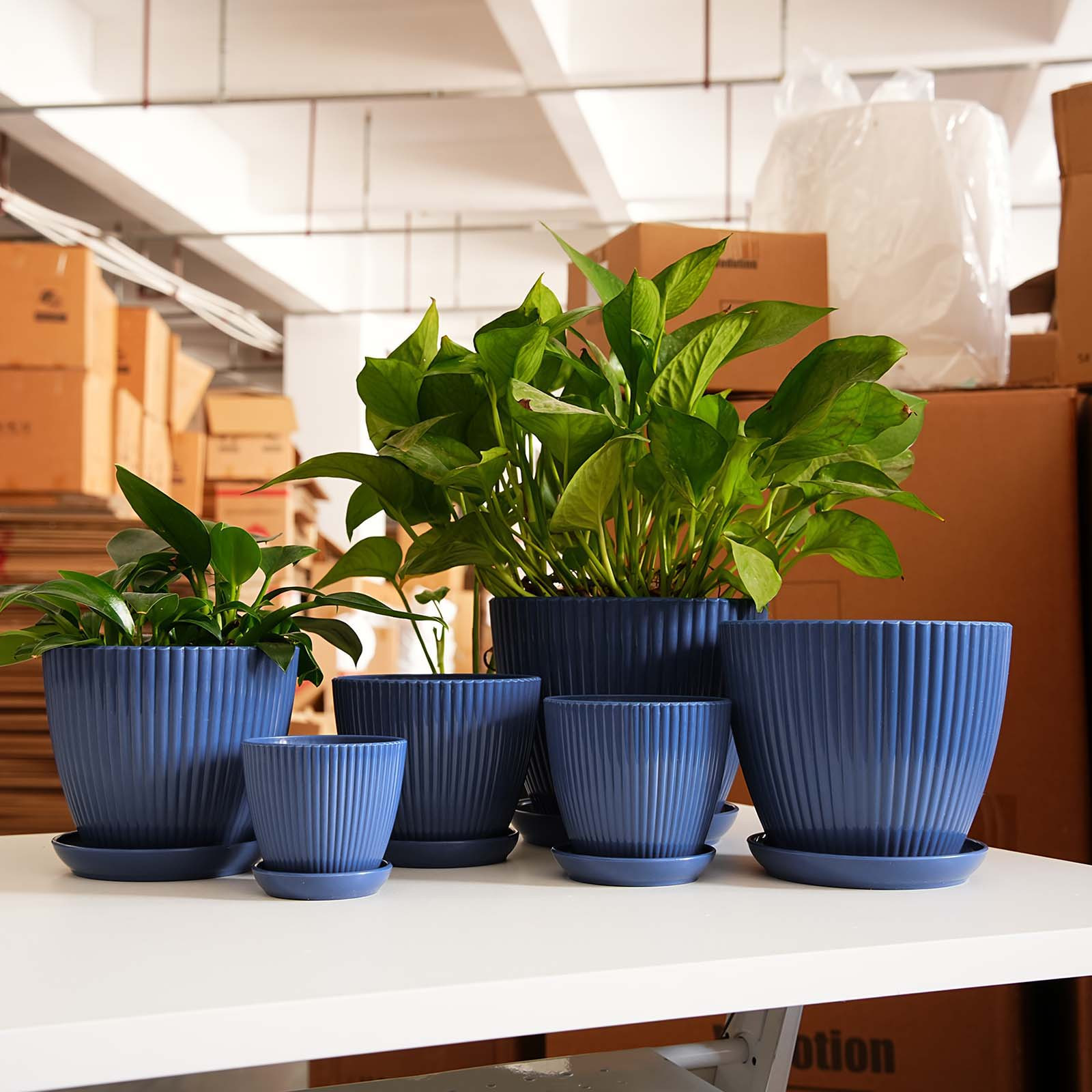 Dikey Çizgili Saksı Kalınlaştı - Snake Plant Ceramic incelemesi ve fiyatı
