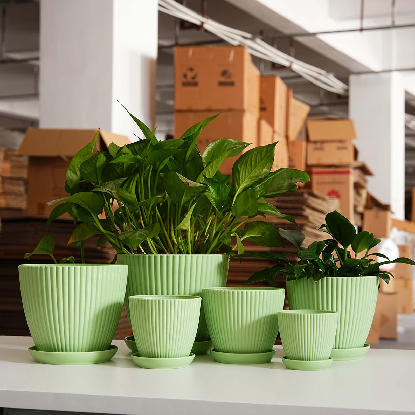 Dikey Çizgili Saksı Kalınlaştı - Snake Plant Ceramic incelemesi ve fiyatı